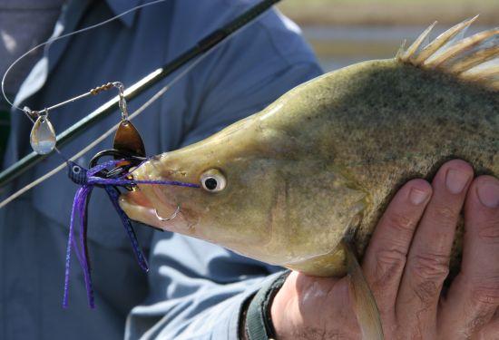 Native fish stocked in NSW